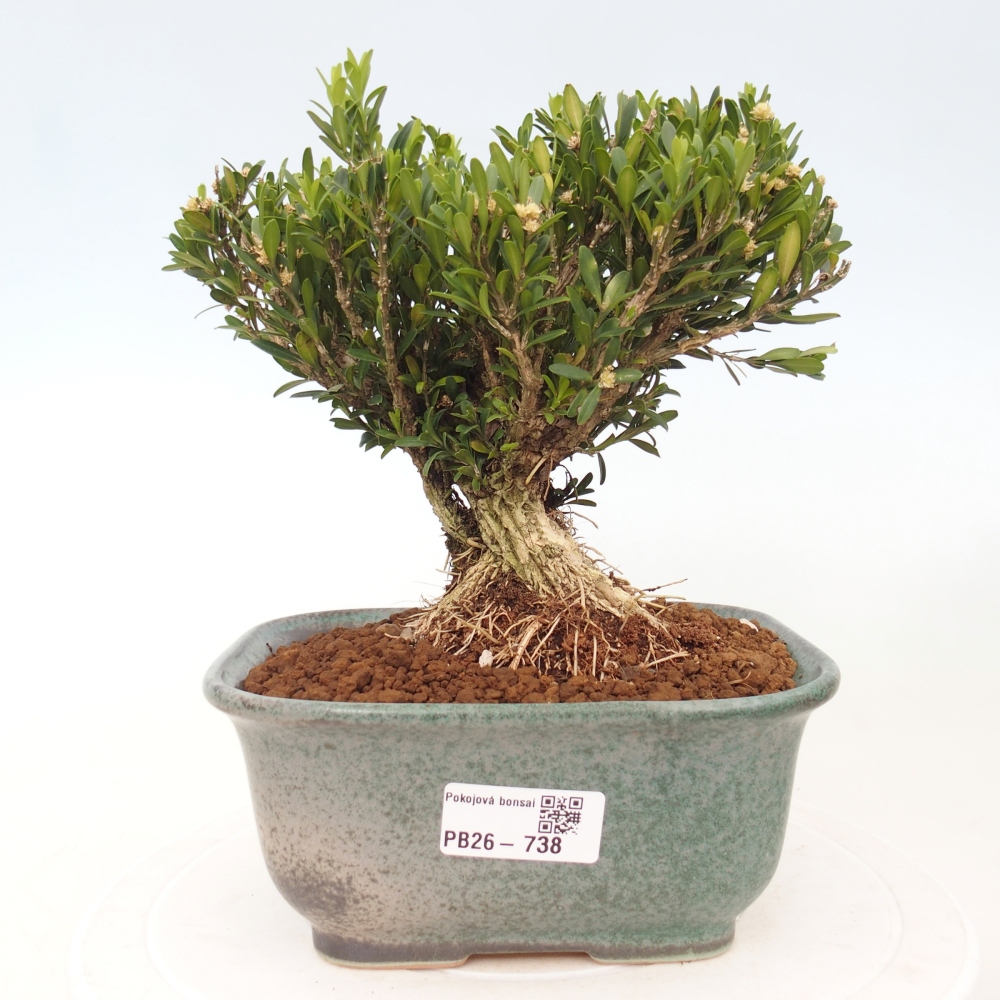 Szobai bonsai - Buxus harlandii - parafa buxus