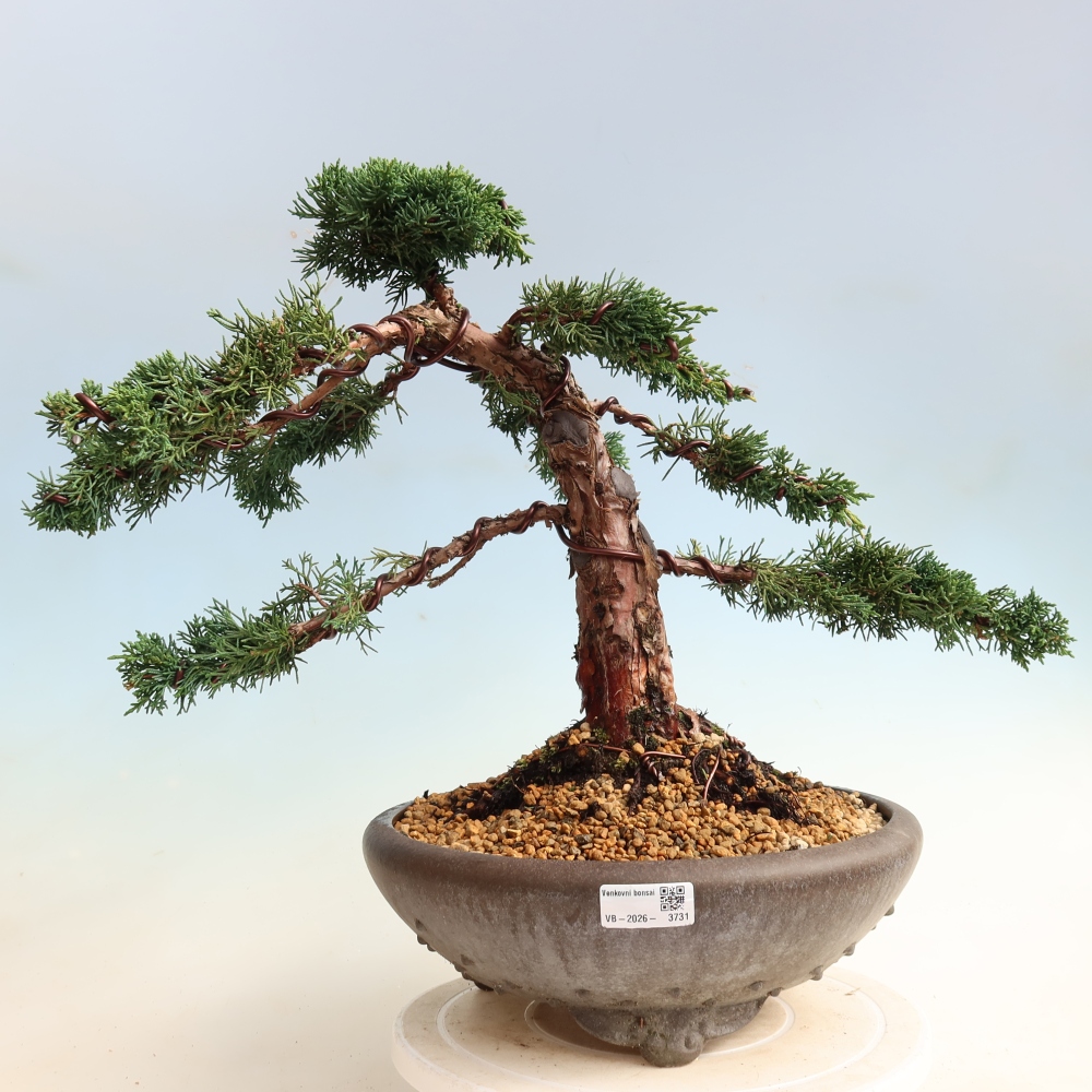 Kültéri bonsai - Juniperus chinensis Kishu