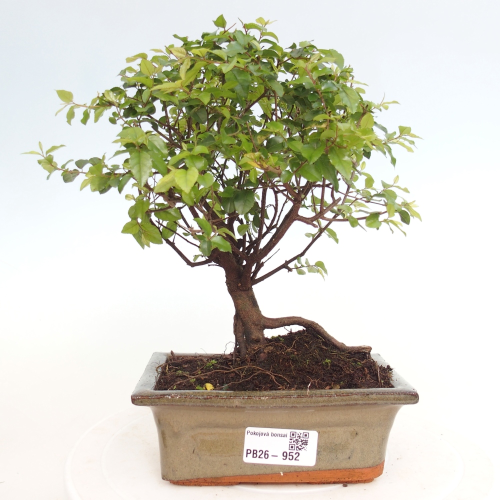 Szobai bonsai - Sageretia thea - Sageretia thea