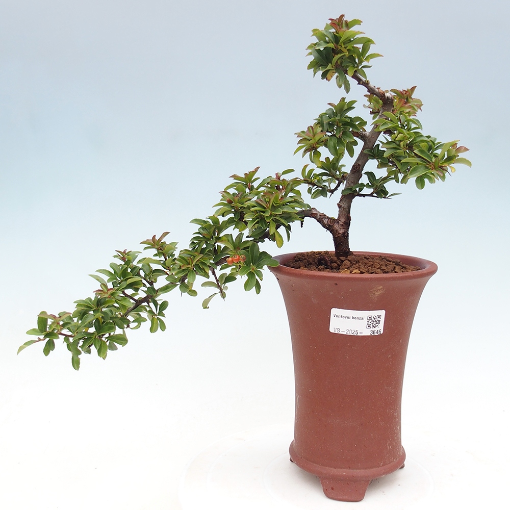 Kültéri bonsai-Pyracantha Teton - Hlox