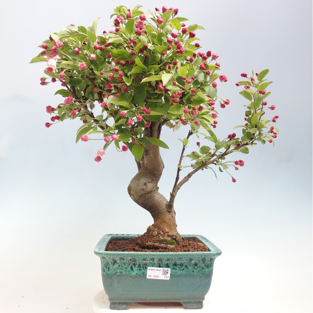 Kültéri bonsai -Malus halliana - Kis gyümölcsű almafa