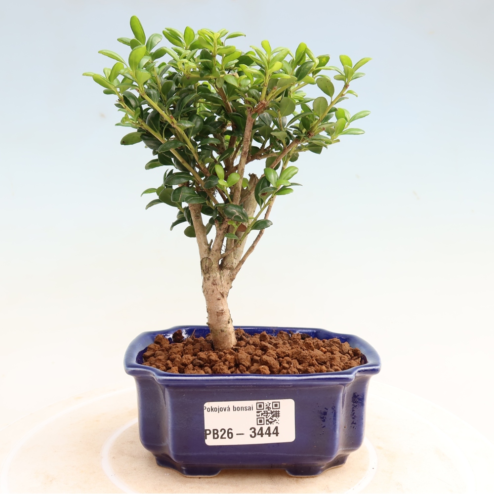 Szobai bonsai - Ilex crenata - Holly