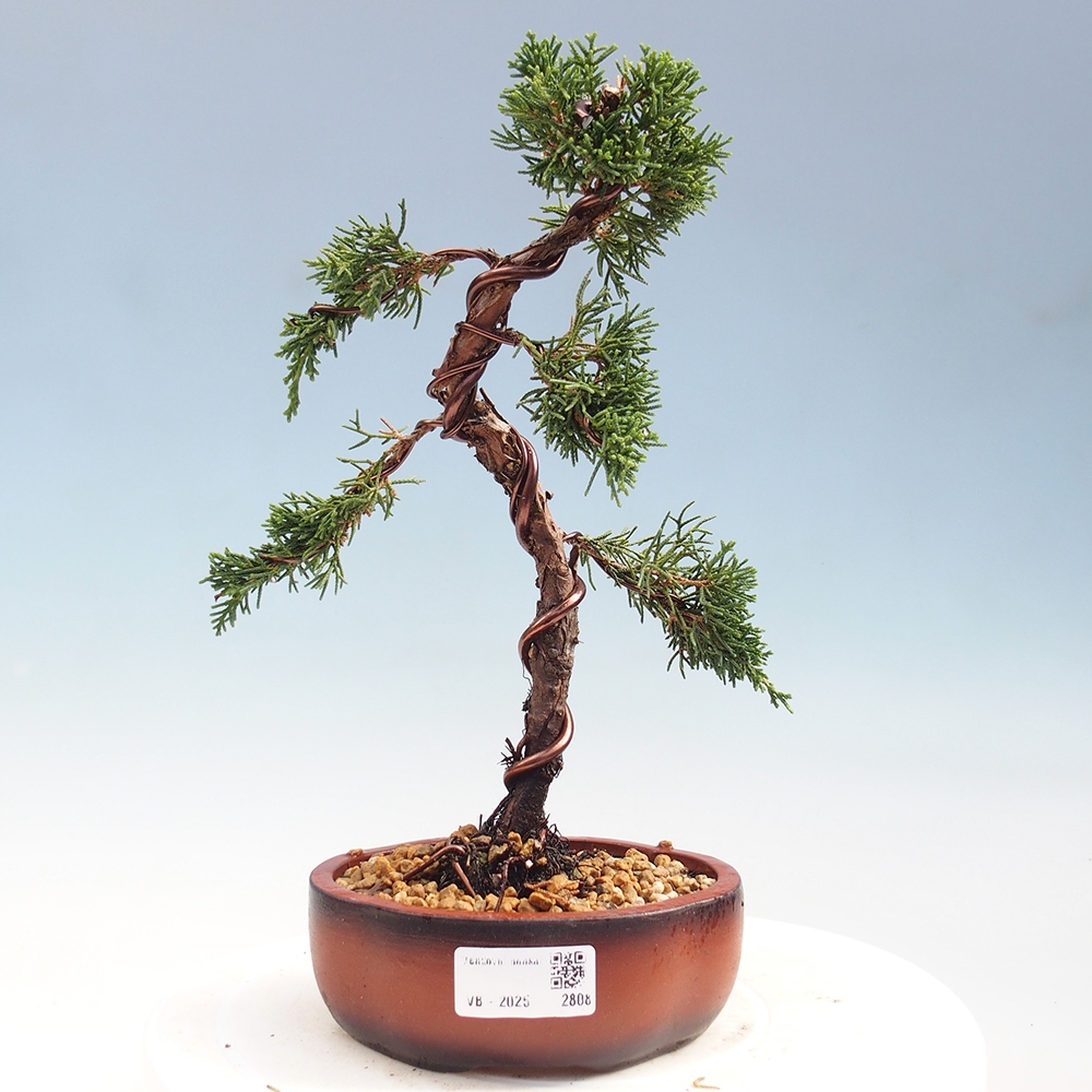 Kültéri bonsai - Juniperus chinensis Kishu