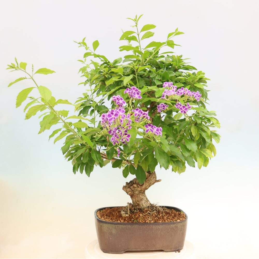 Szobai bonsai - Duranta erecta Aurea