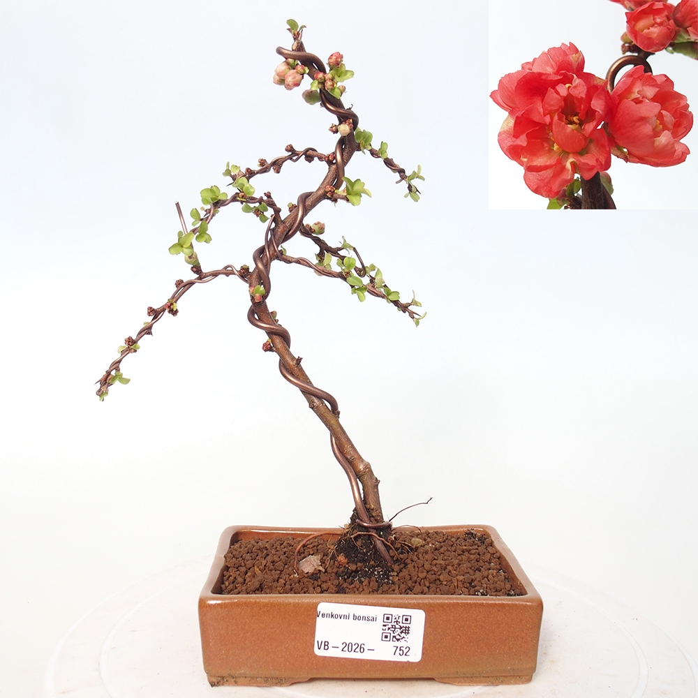 Kültéri bonsai - Chaneomeles s. Red Joy - birs