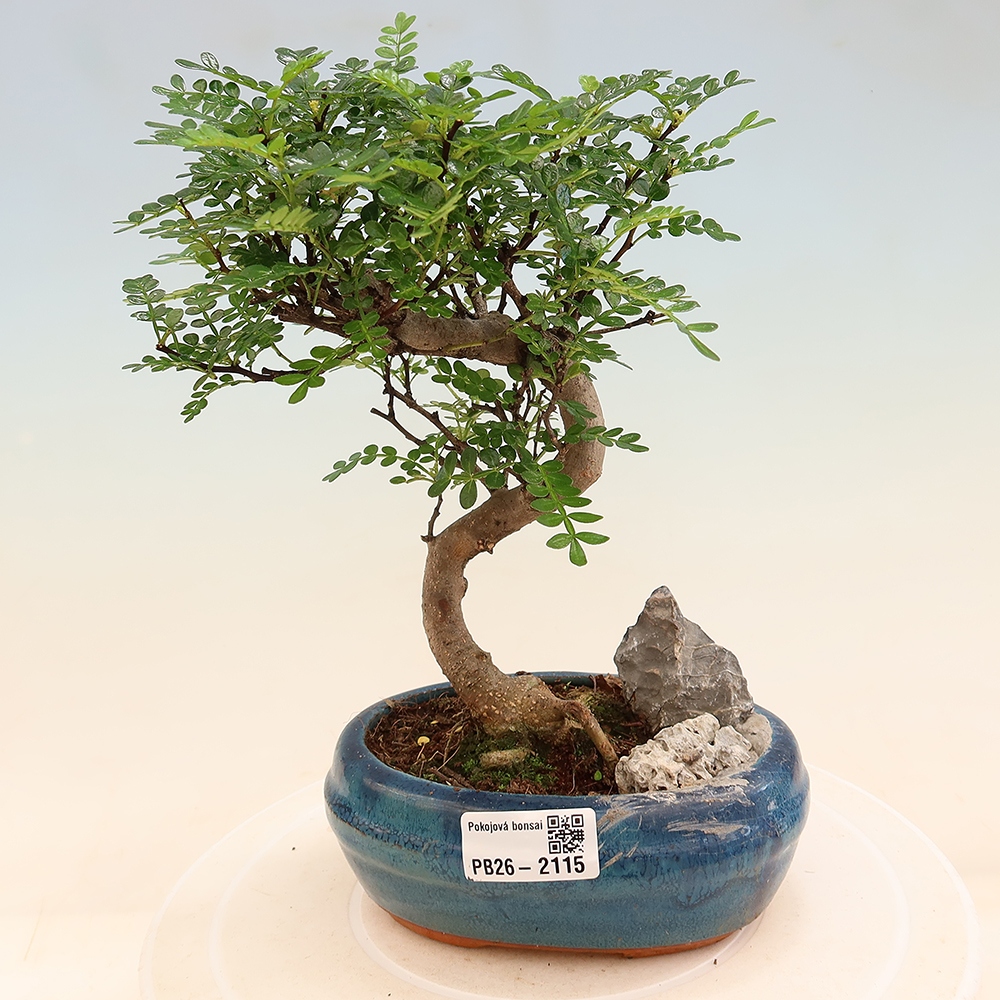 Szobai bonsai - Zantoxylum piperitum - borsfa