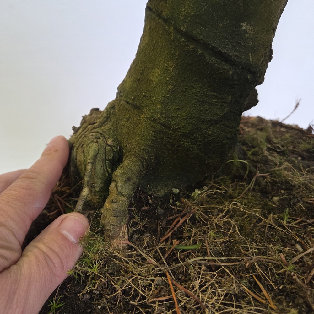 Kültéri bonsai - magnólia - Šácholan