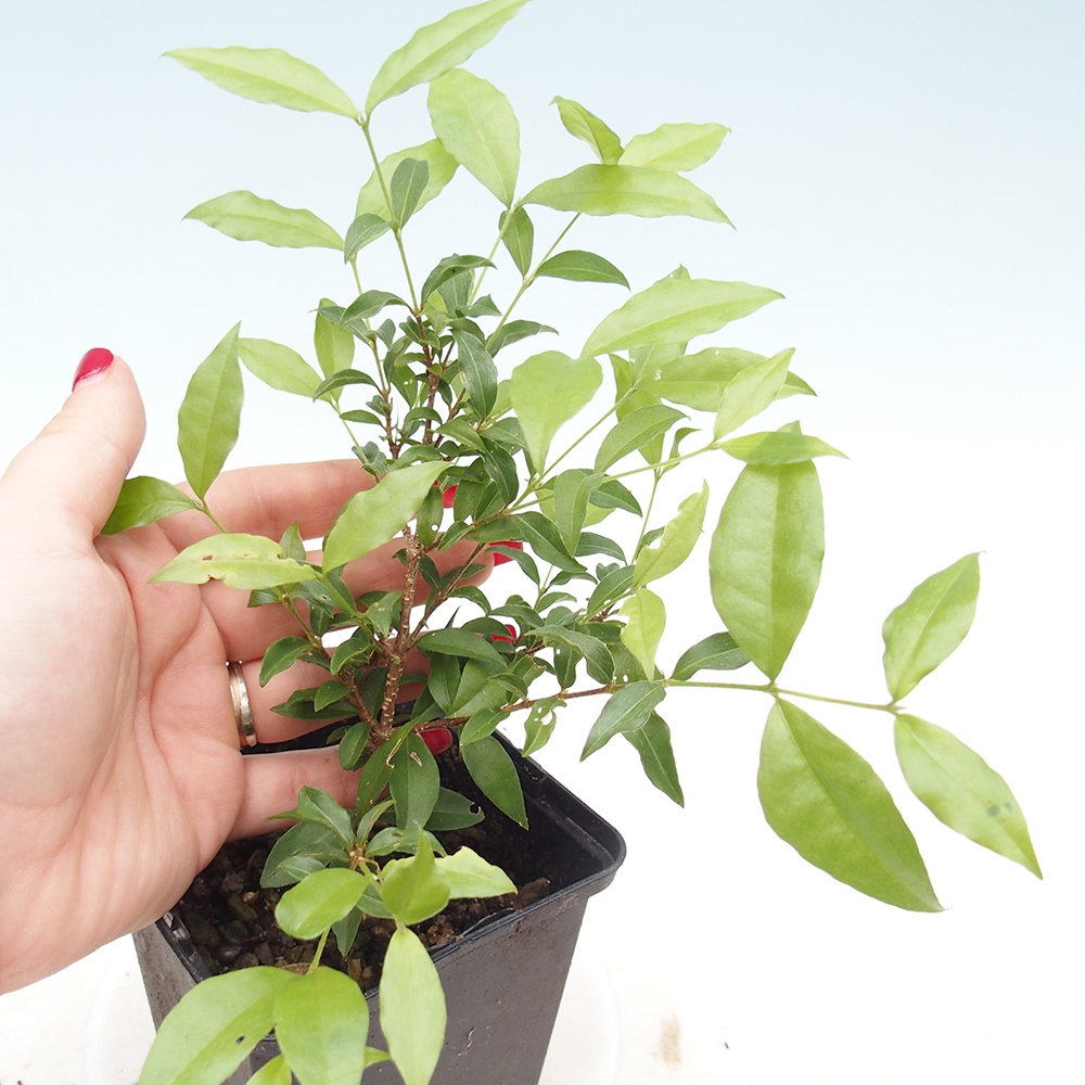 Szobai bonsai - Malpighia coccigera- Barbdor cseresznye konténerben