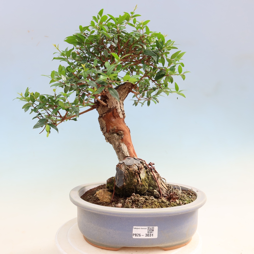 Szobai bonsai - Myrtus communis - Mirtus communis - Mirtusz