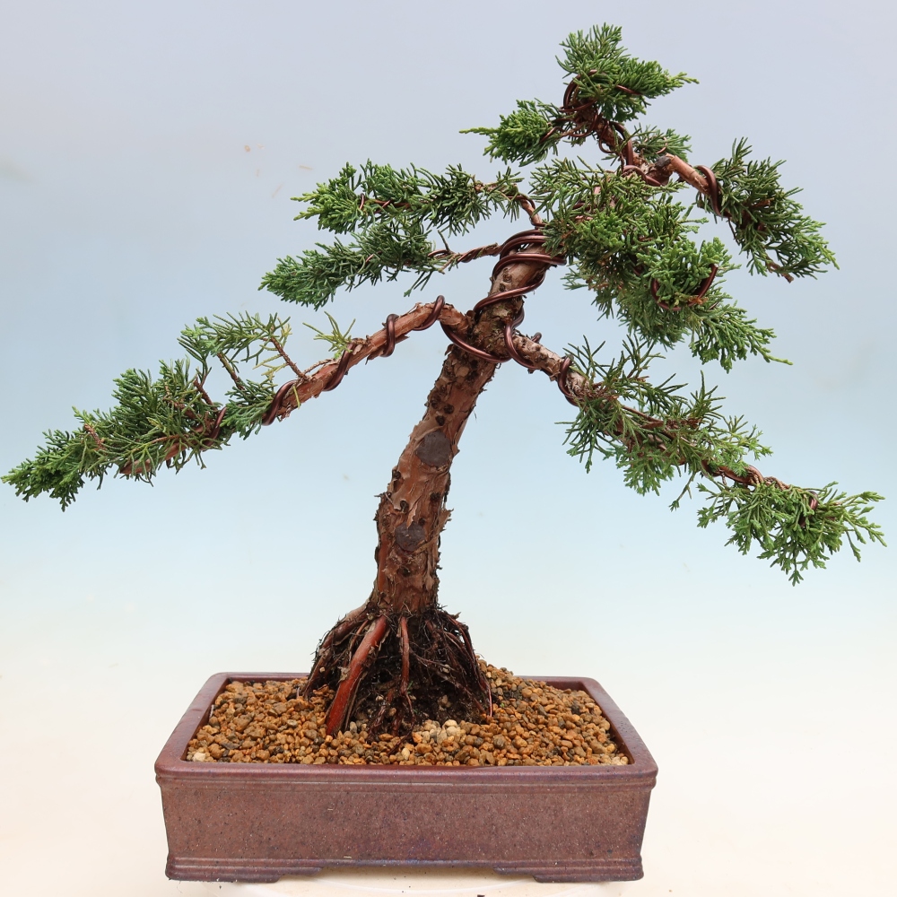 Kültéri bonsai - Juniperus chinensis Kishu