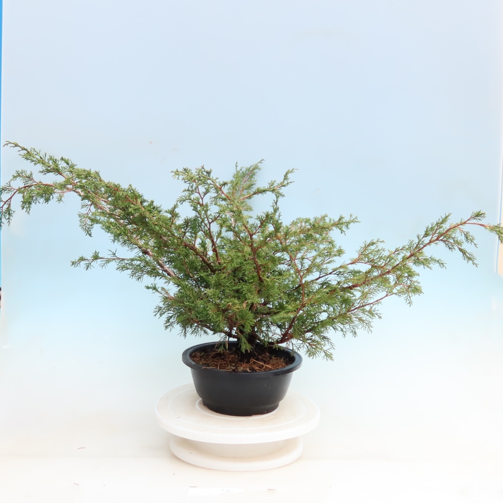 Kültéri bonsai – Juniperus chinensis Itoigawa – Kínai boróka