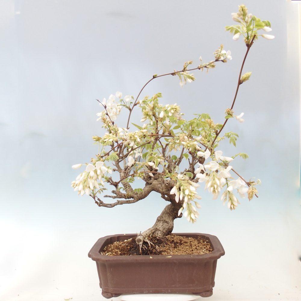 Kültéri bonsai - Vistaria - Wisteria