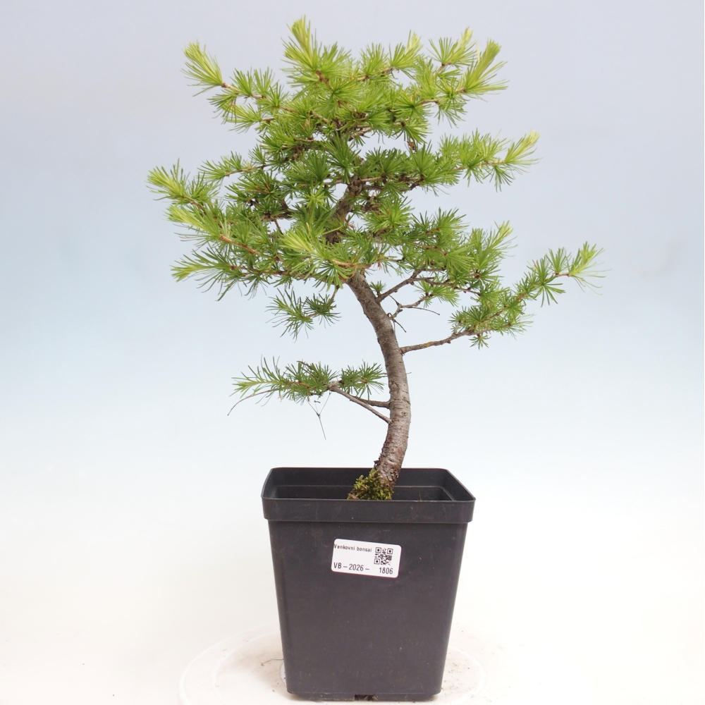 Kültéri bonsai - Larix decidua - vörösfenyő