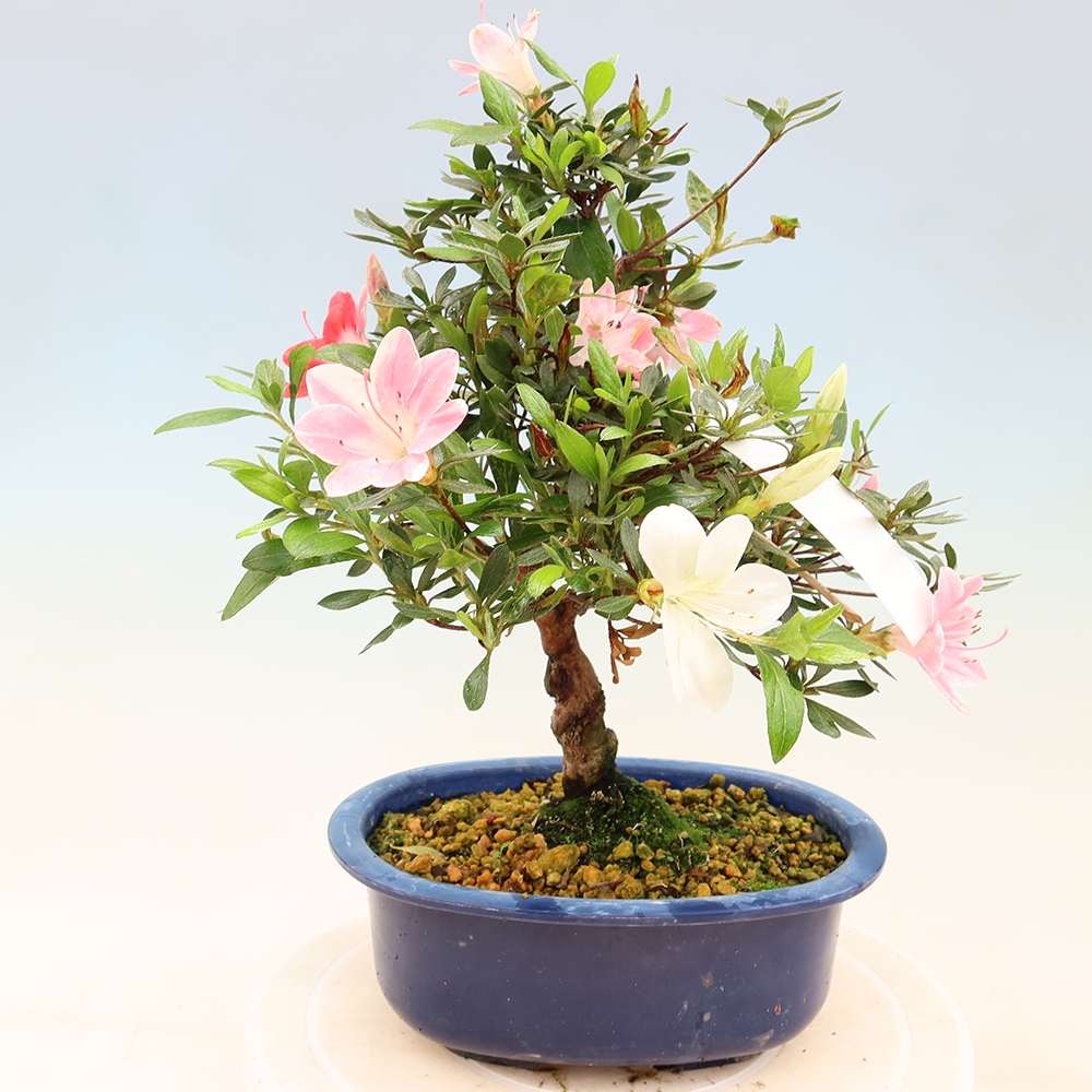 Kültéri bonsai - Japán azálea - Azalea Senhime