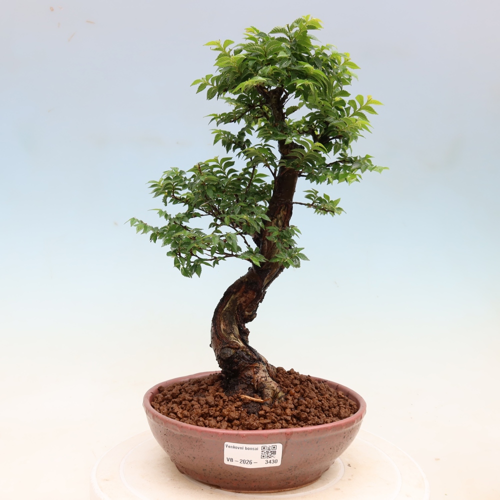 Kültéri bonsai – Ulmus Jacqueline Hillier – Gyönyörű szil