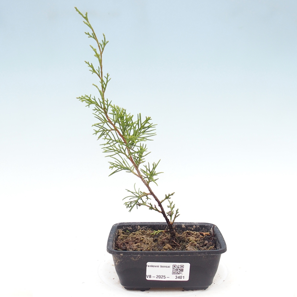 Kültéri bonsai - Juniperus chinensis Itoigawa