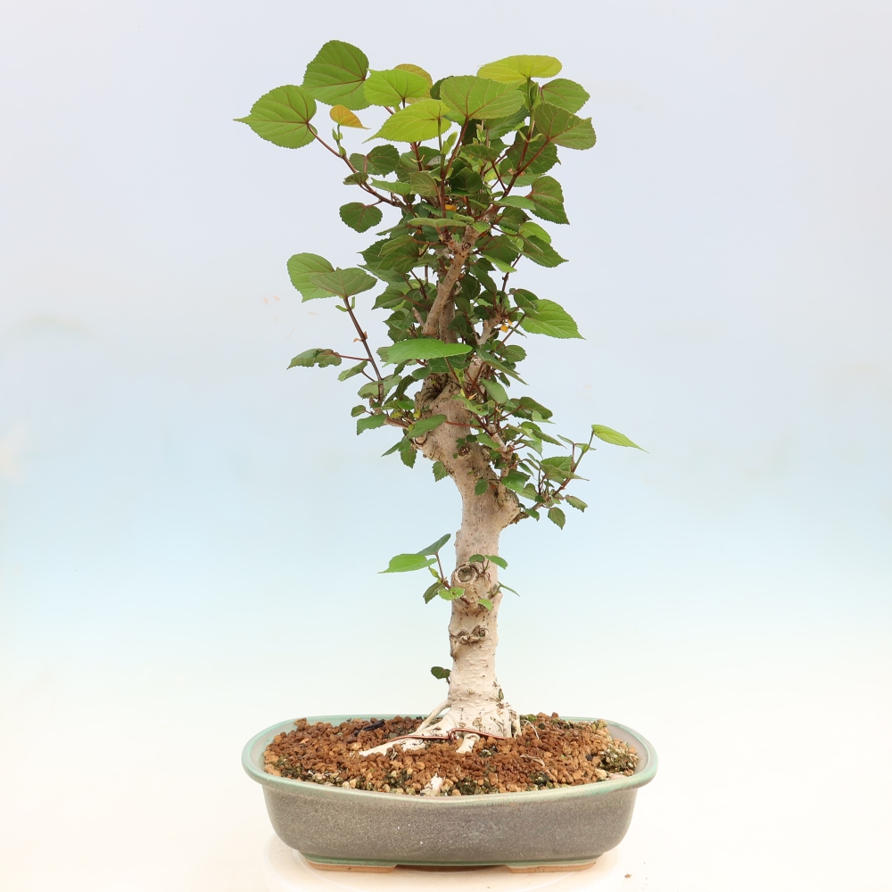 Beltéri bonsai - Hibiscus tiliaceus - tengeri hibiszkusz