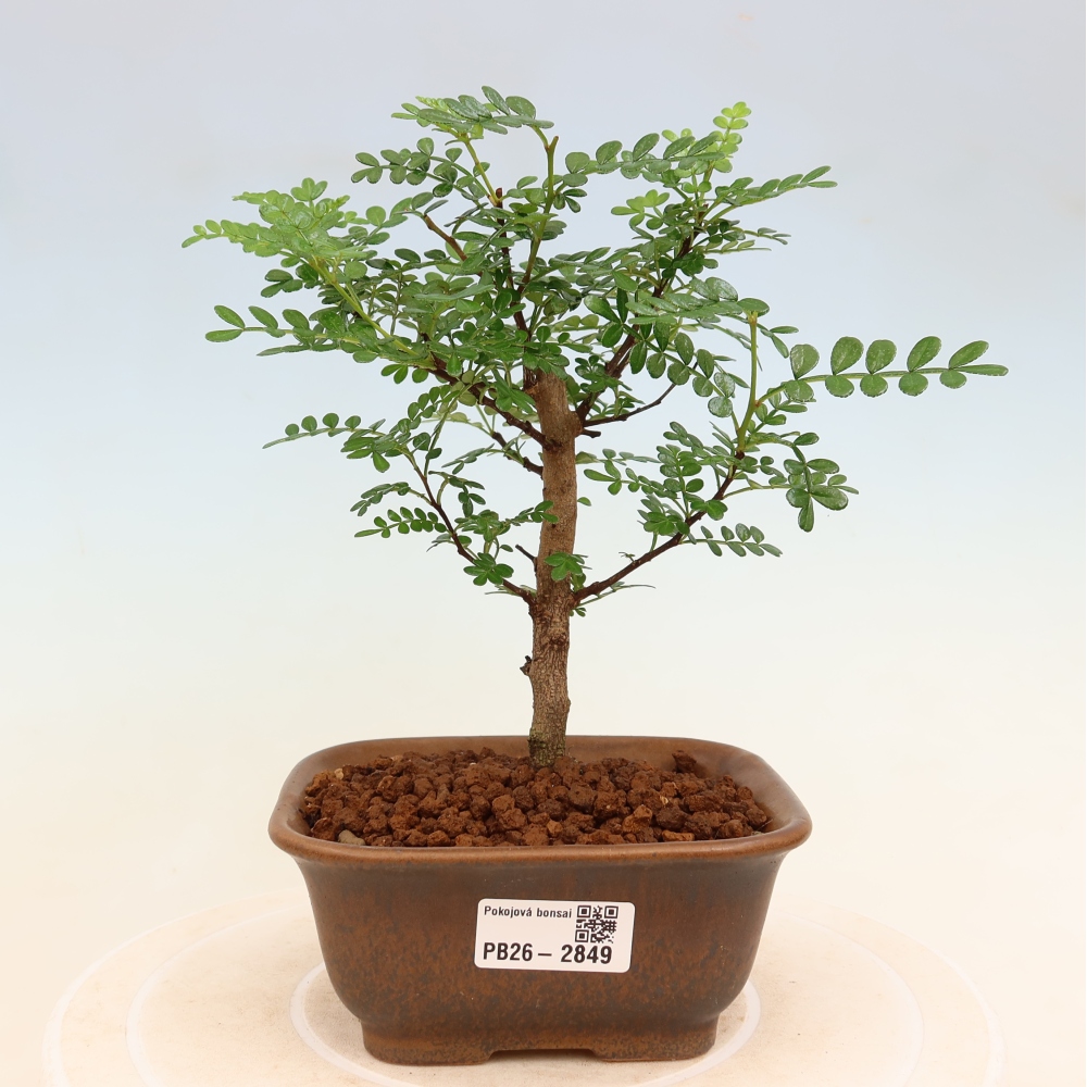 Szobai bonsai - Zantoxylum piperitum - borsfa
