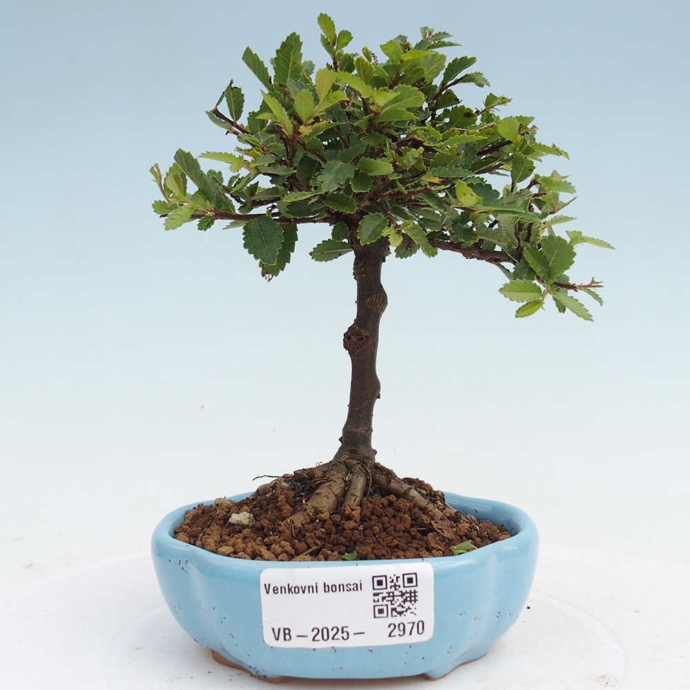 Kültéri bonsai - Ulmus parvifolia Sagei - Kislevelű szilfa