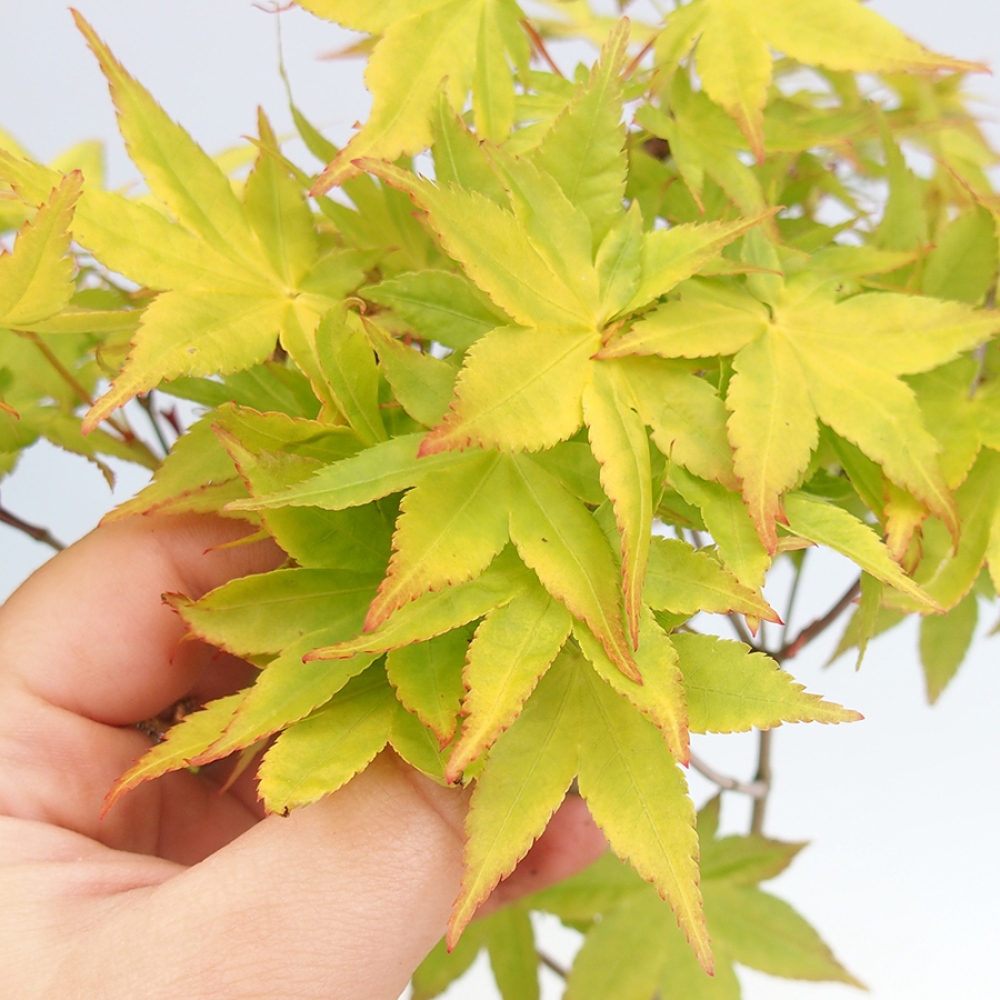 Kültéri bonsai -Javor arany pálma - Acer palmatum Aureum konténerben