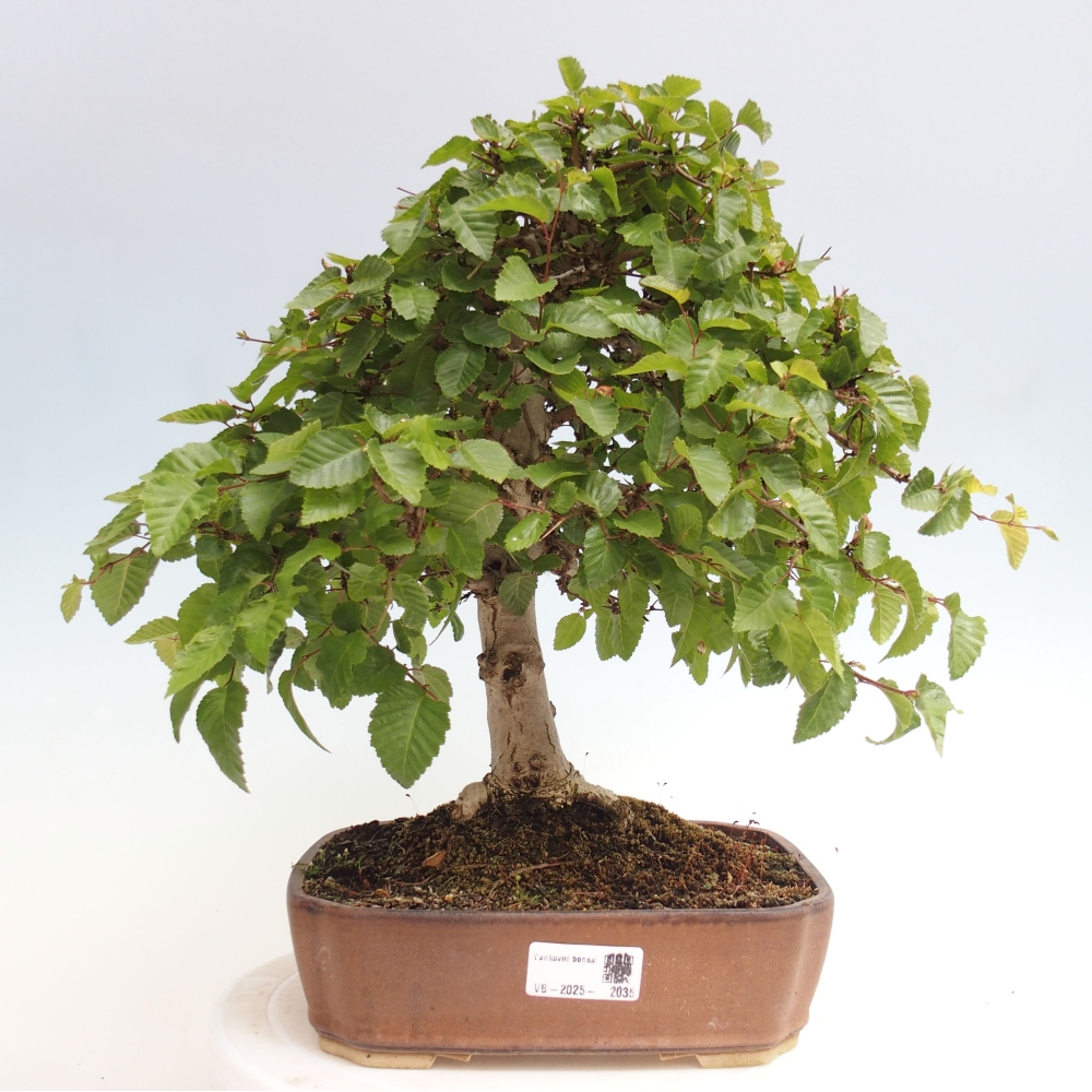 Kültéri bonsai -Carpinus CARPINOIDES - Koreai gyertyánfa