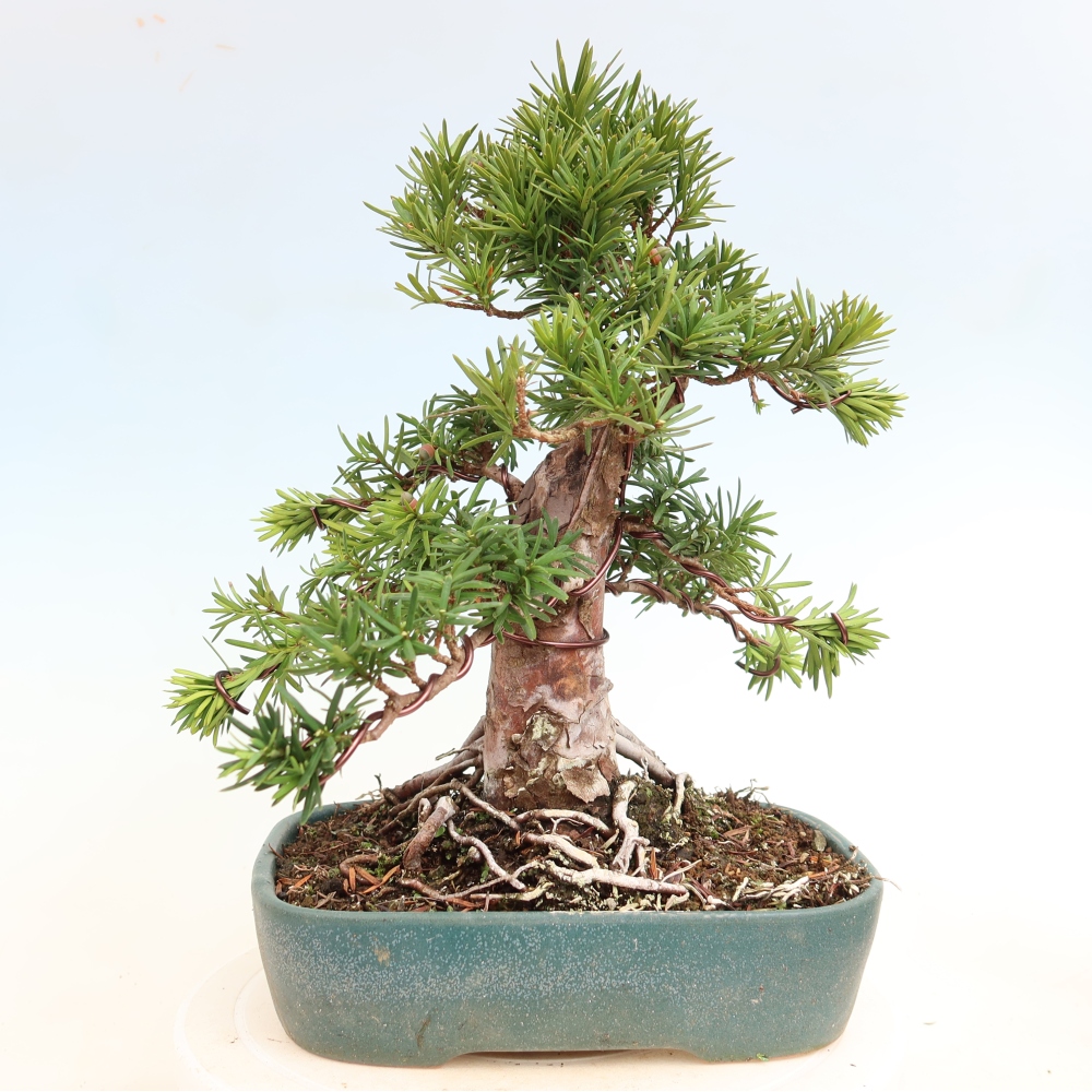 Kültéri bonsai - Taxus cuspidata - japán tiszafa