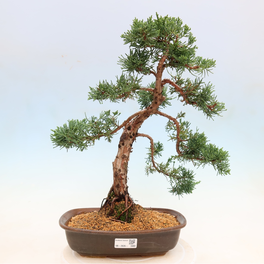 Kültéri bonsai - Juniperus chinensis Kishu