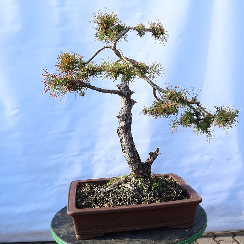 Pinus sylvestris Spanyolország – erdei fenyő