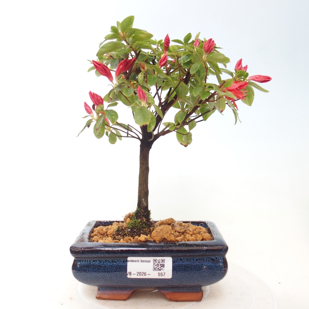 Kültéri bonsai - japán azálea - Azalea sp.