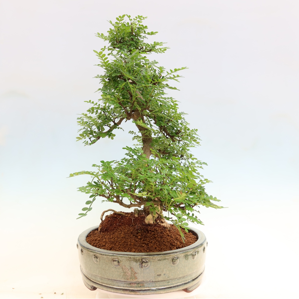 Szobai bonsai - Zantoxylum piperitum - borsfa