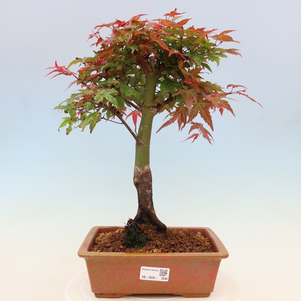 Juhar - Acer palmatum Beni Tsukasa