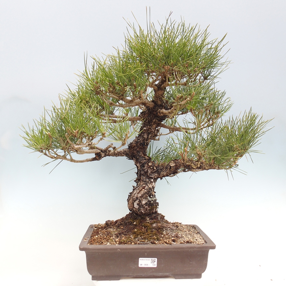 Kültéri bonsai - Pinus thunbergii - Thunberg fenyő