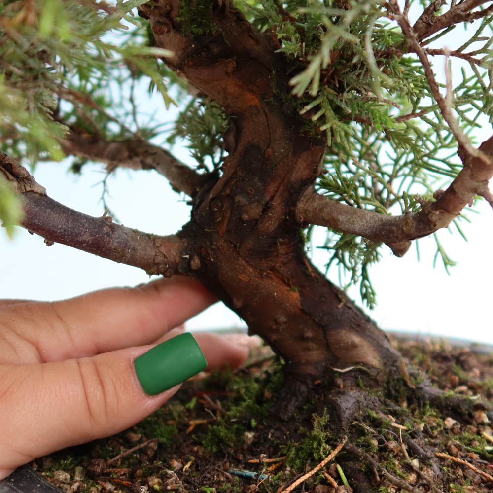 Kültéri bonsai - Juniperus chinensis Itoigawa-Juniperus chinensis