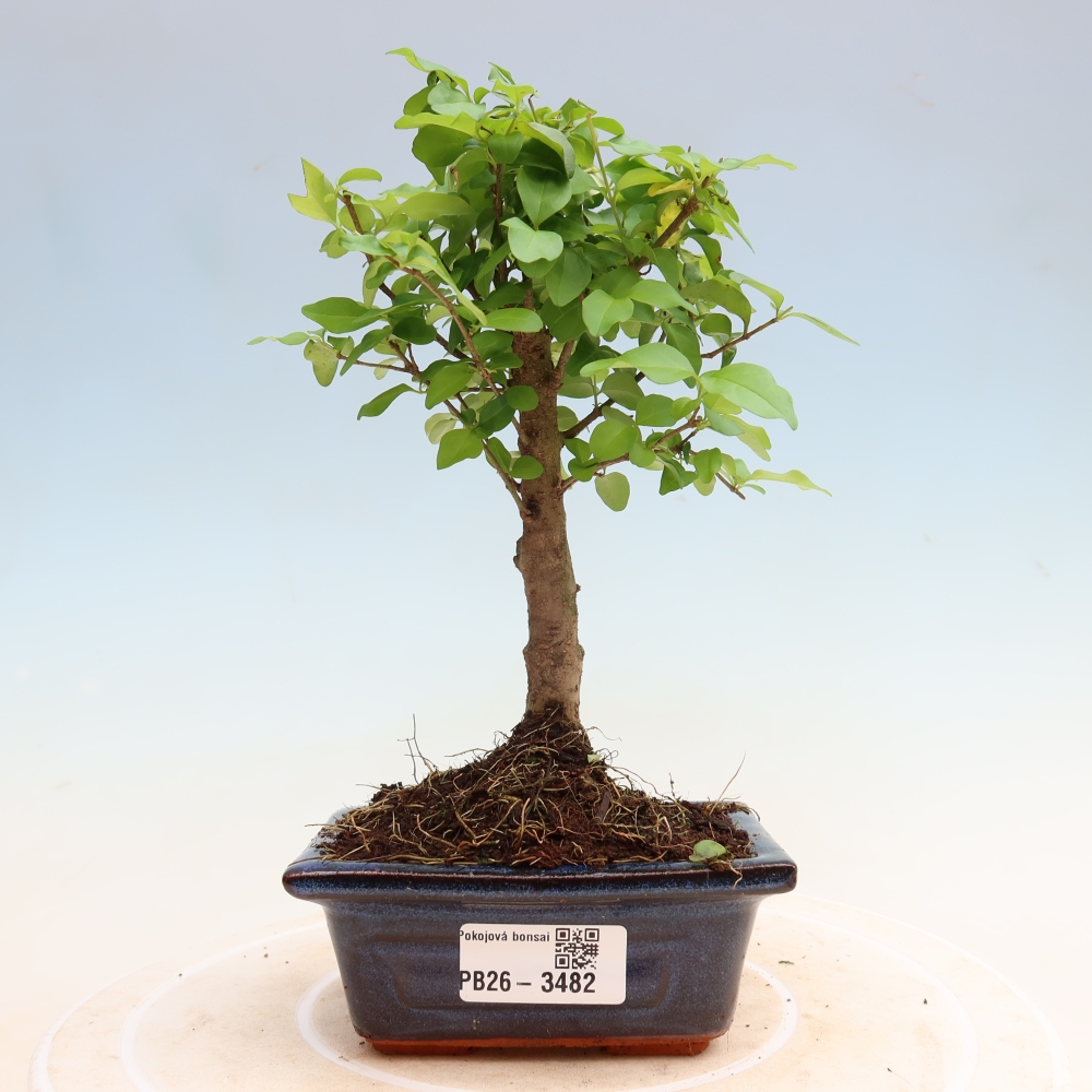 Szobai bonsai -Ligustrum chinensis - Madárcsőr