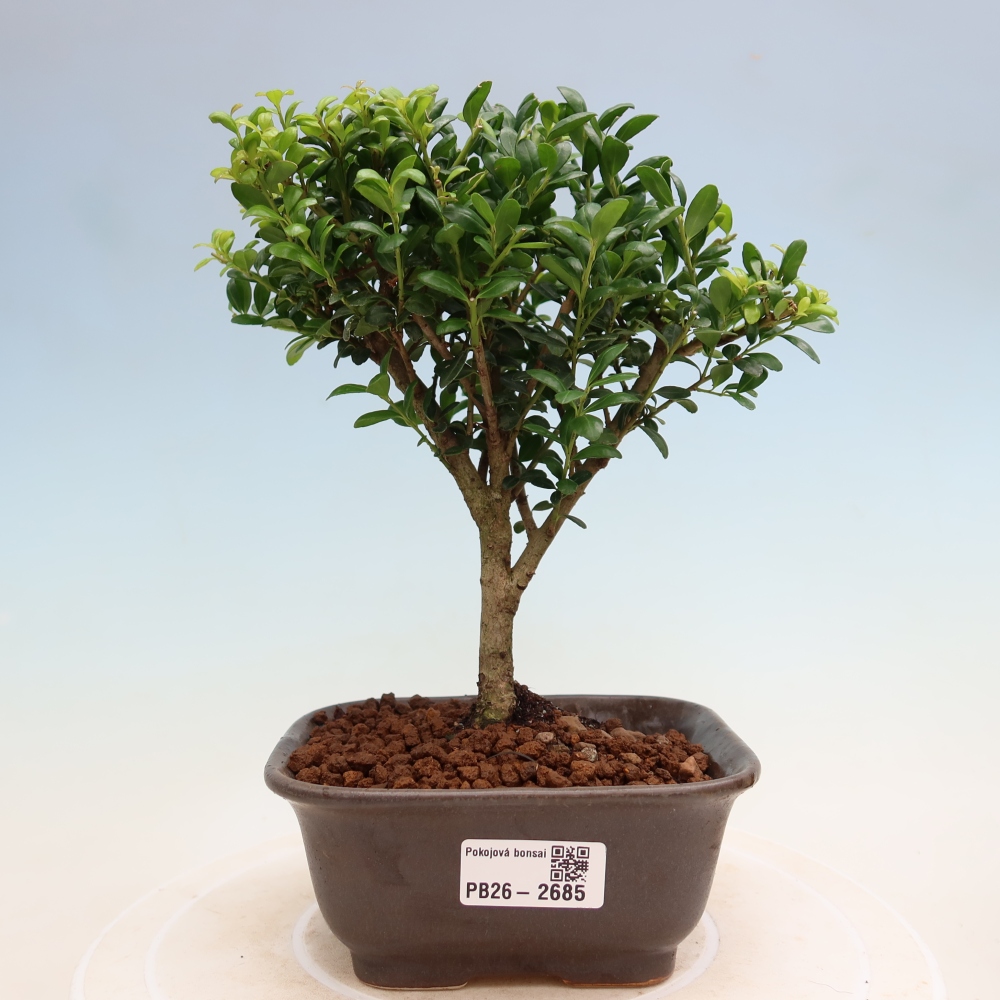 Szobai bonsai - Ilex crenata - Holly