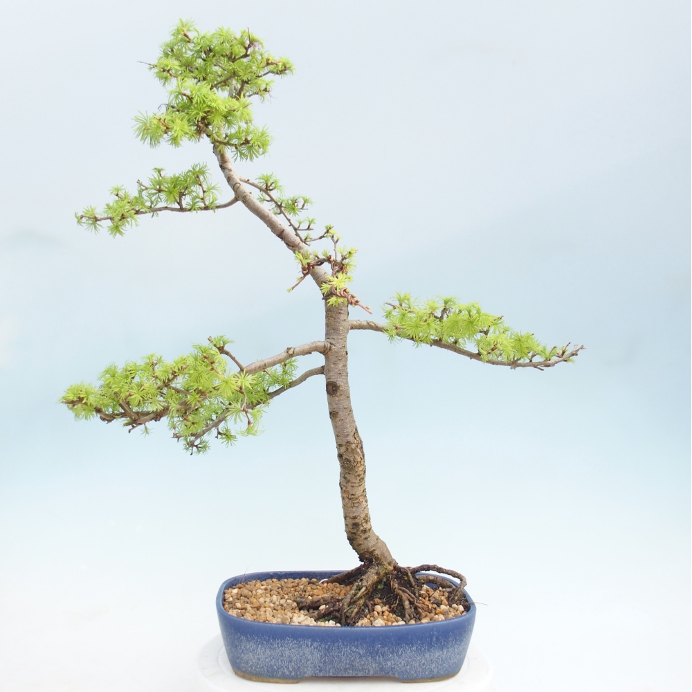Kültéri bonsai - Larix decidua - vörösfenyő
