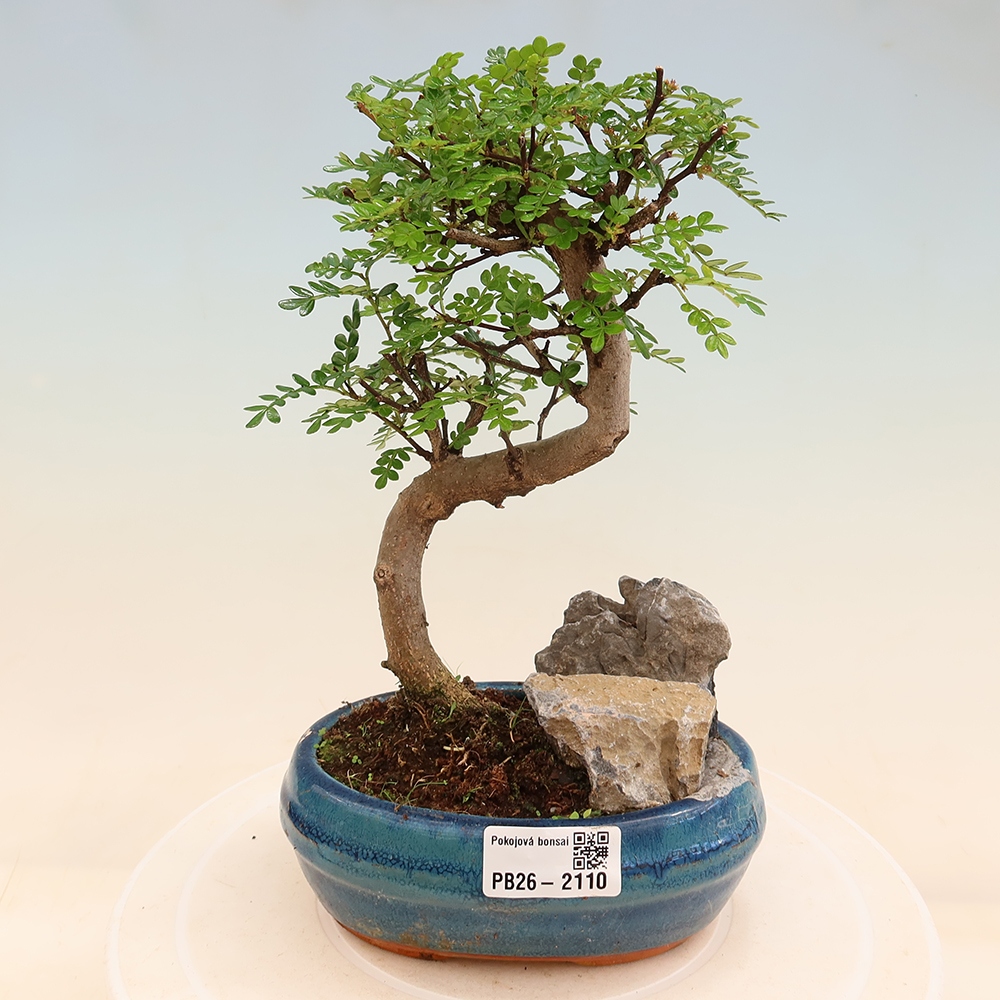Szobai bonsai - Zantoxylum piperitum - borsfa