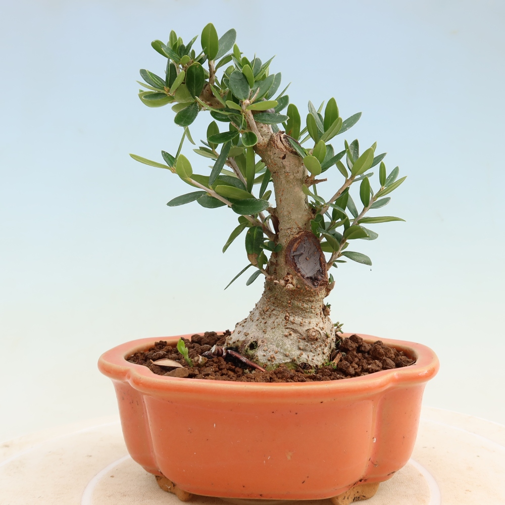 Beltéri bonsai - Olea europaea sylvestris