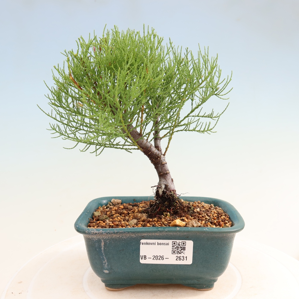 Kültéri bonsai - Tamariszkusz - Tamarix