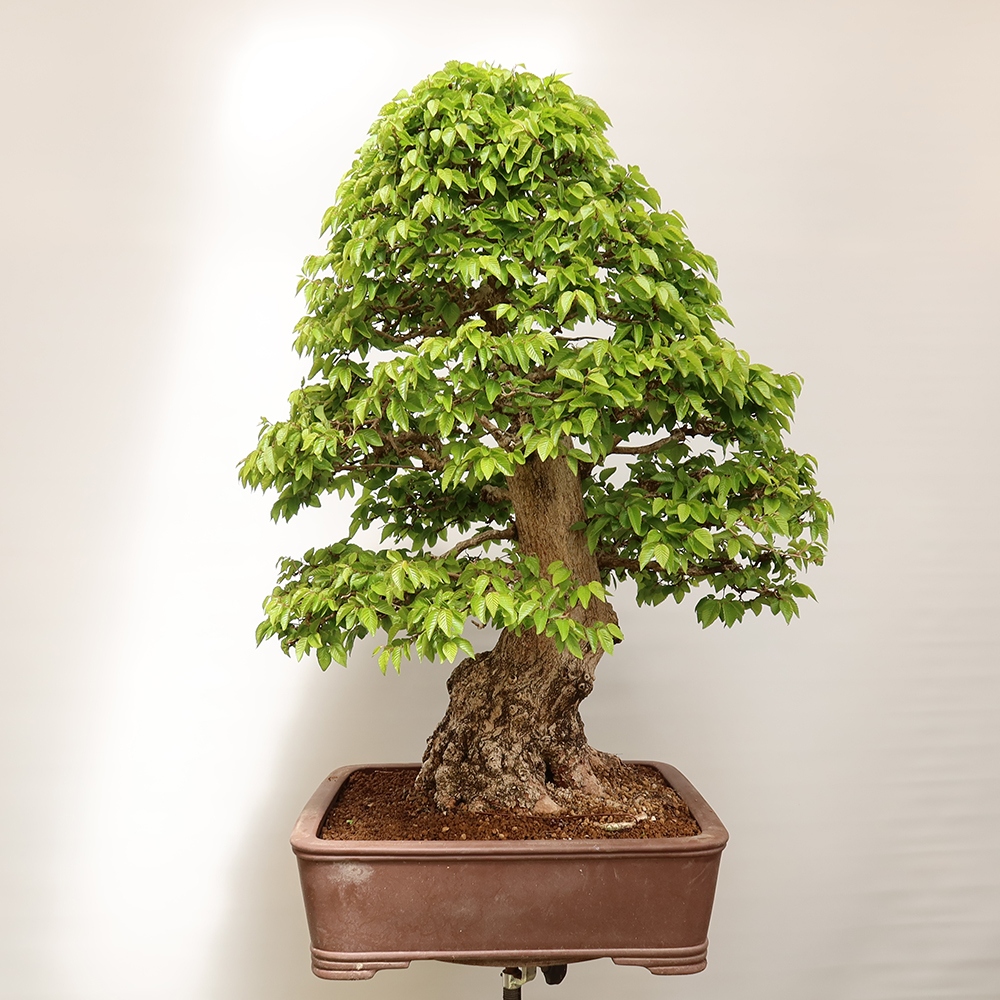 Kültéri bonsai -Carpinus Coreana - Koreai gyertyánfa