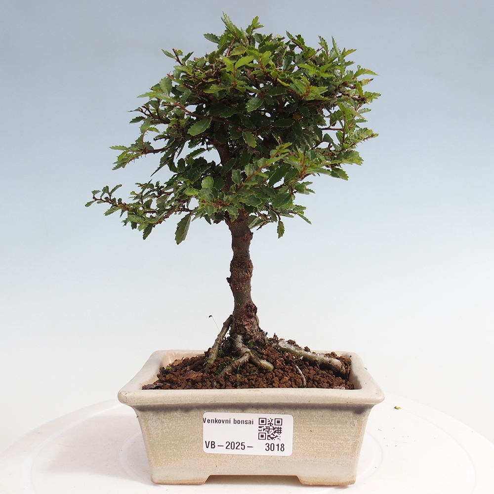 Kültéri bonsai - Ulmus parvifolia Sagei - Kislevelű szilfa