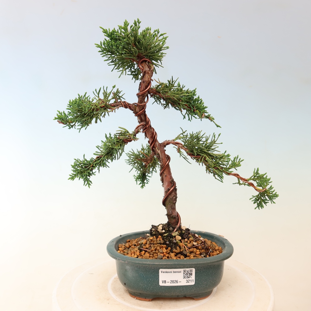 Kültéri bonsai - Juniperus chinensis Kishu