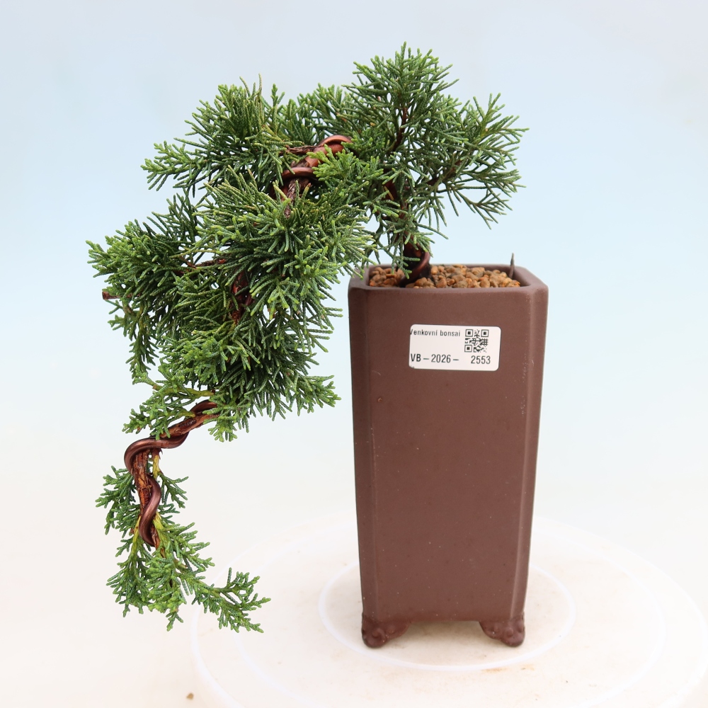 Kültéri bonsai - Juniperus chinensis Kishu