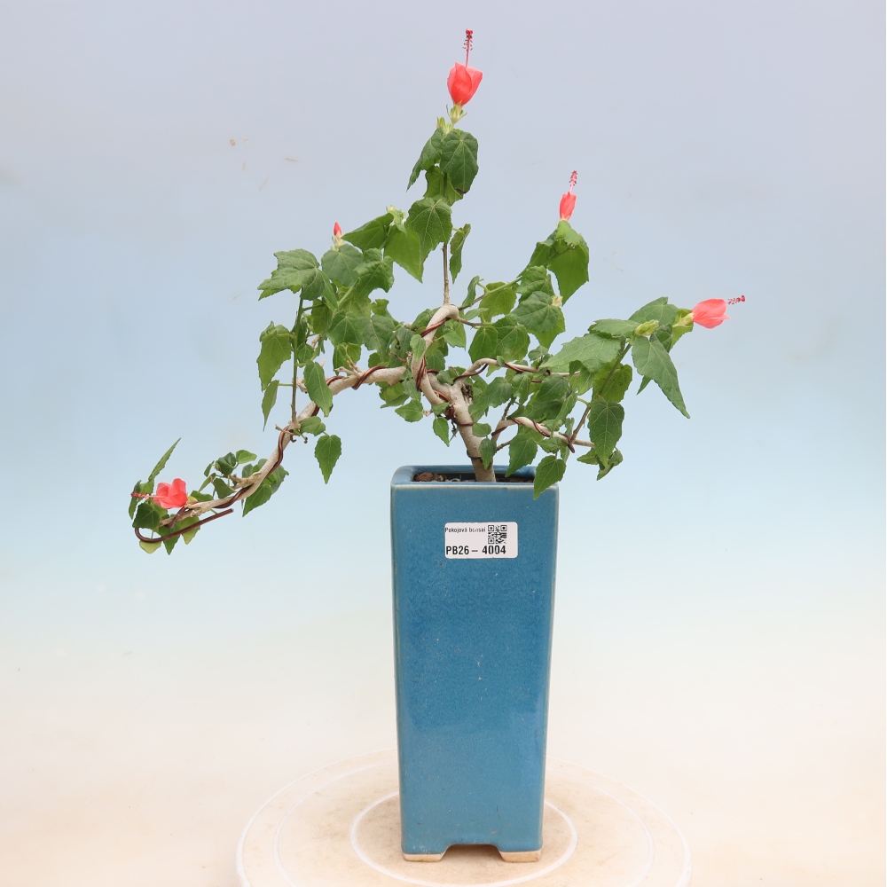 Beltéri bonsai - Malvaviscus arboreus