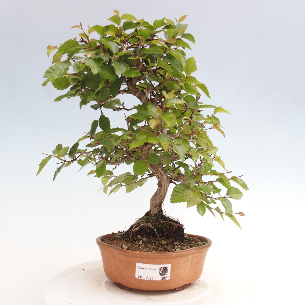 Kültéri bonsai -Carpinus CARPINOIDES - Koreai gyertyánfa