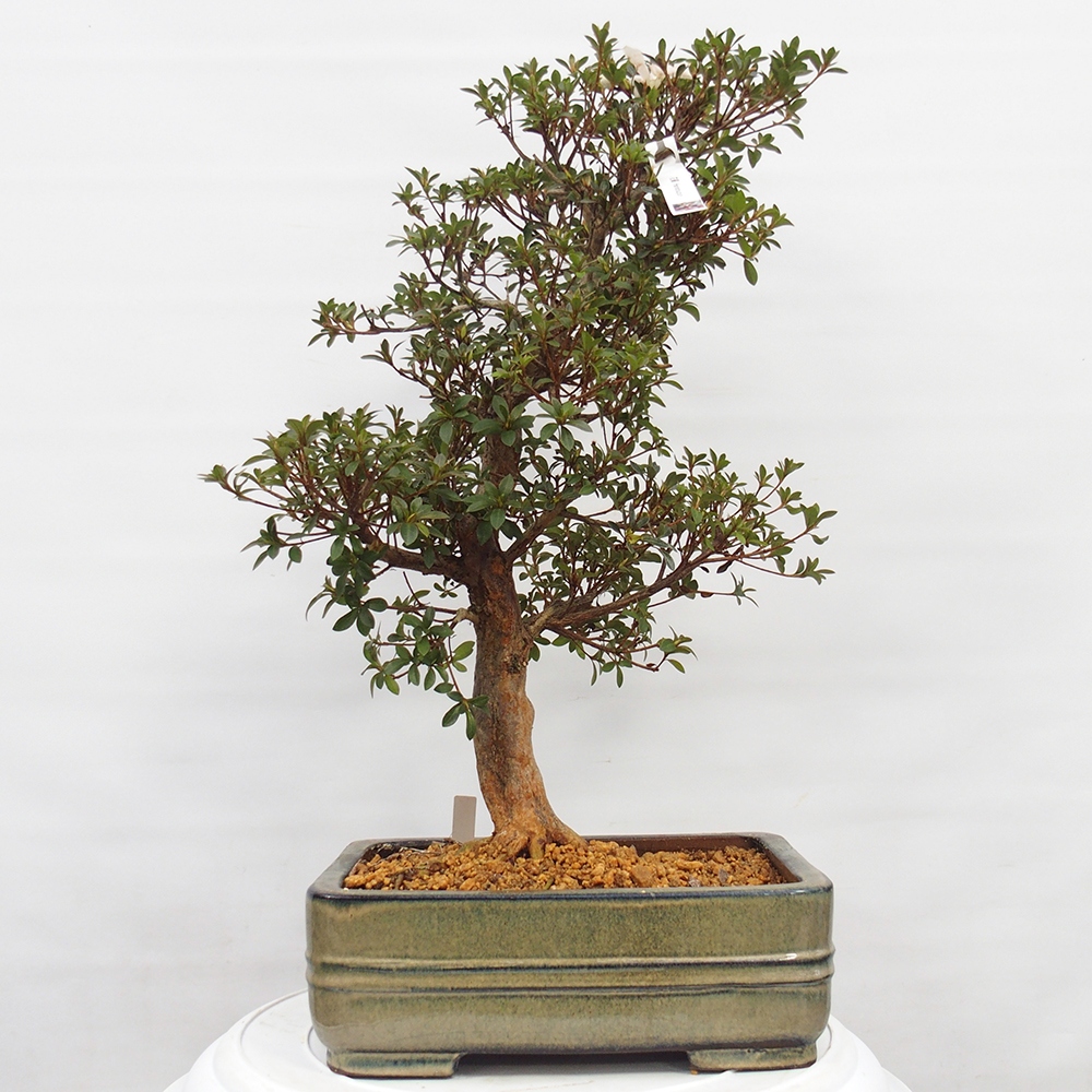 Kültéri bonsai - Japán azálea - Azalea Hanatsuzuri