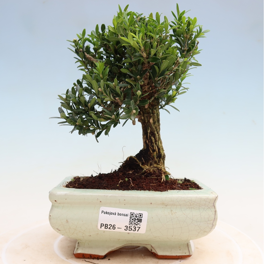 Szobai bonsai - Buxus harlandii - parafa buxus