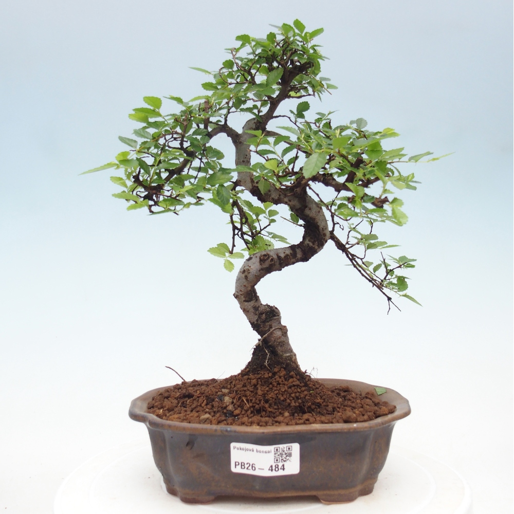 Szobai bonsai - Ulmus parvifolia - Kislevelű szilfa