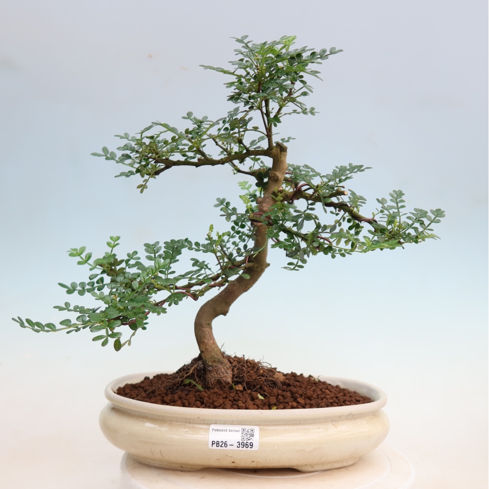 Szobai bonsai - Zantoxylum piperitum - borsfa