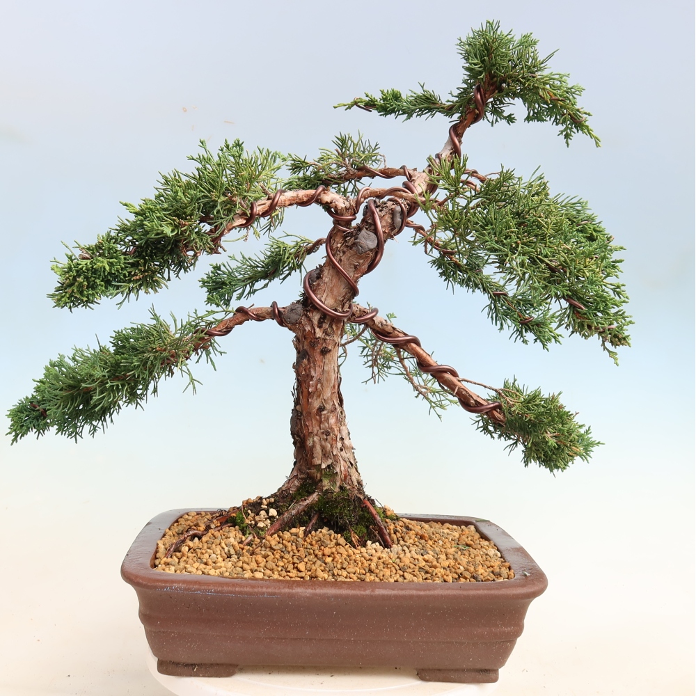 Kültéri bonsai - Juniperus chinensis Kishu